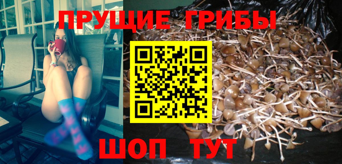 Городец  Галлюциногенные грибы Psilocybine cubensis  Вход с VPN 